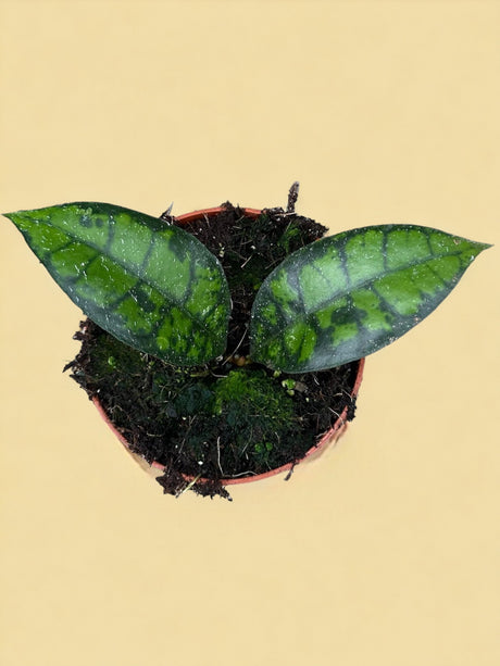Livraison plante Hoya Black Cat