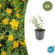 Livraison plante Hypericum dummeri Peter Dummer