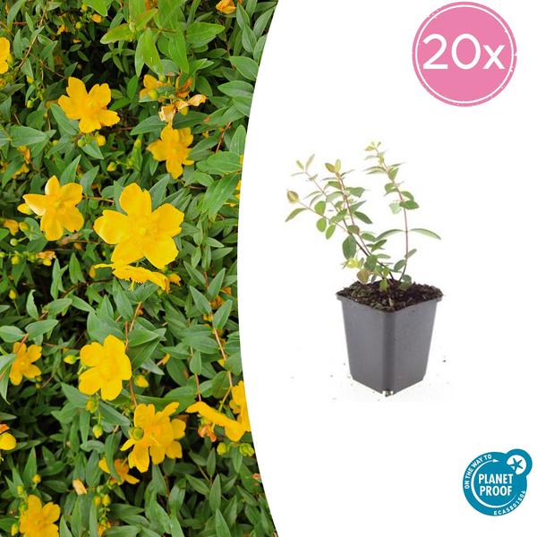 Livraison plante Hypericum dummeri Peter Dummer