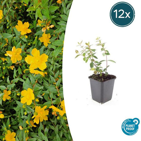 Livraison plante Hypericum dummeri Peter Dummer