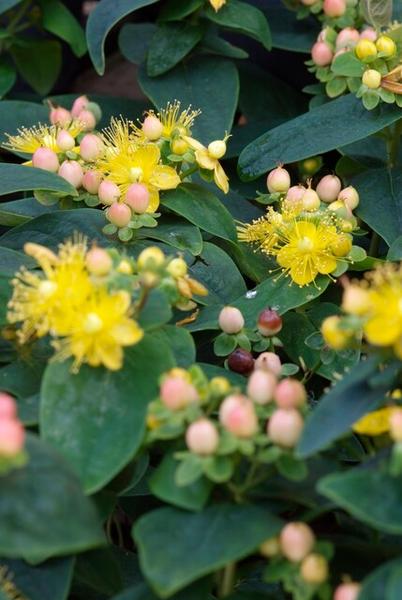 Livraison plante Hypericum inodorum Annebel