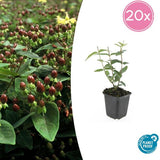 Livraison plante Hypericum inodorum Rheingold