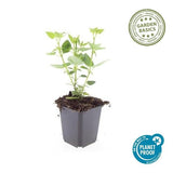 Livraison plante Hyssop géant Blue Fortune