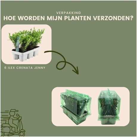 Livraison plante Ilex crenata 'Jenny' - lot de 48 - Ø7cm - ↕25 cm - plante de haie