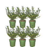 Livraison plante Ilex crenata 'Jenny' - Lot de 6