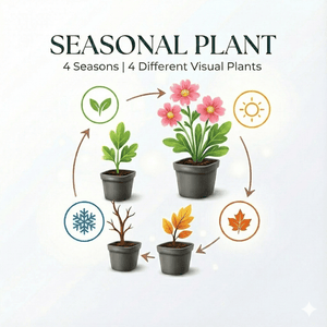 Livraison plante Immortelle de l'himalaya