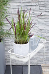 Livraison plante Imperata cylindrica 'Red Baron' - ↨40cm - Ø14 - plante vivace