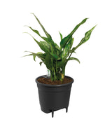 Livraison plante Insert Autonome - 36 cm