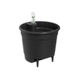 Livraison plante Insert Autonome - 36 cm