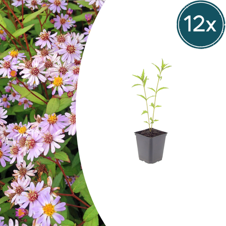 Livraison plante Kalimeris blue star