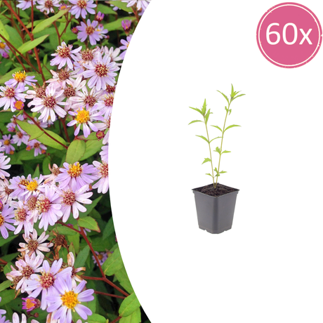 Livraison plante Kalimeris blue star