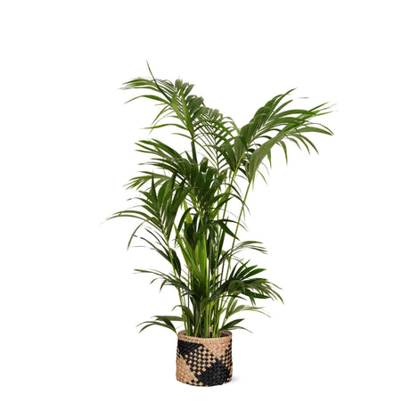 Livraison plante Kentia Palm et son pot