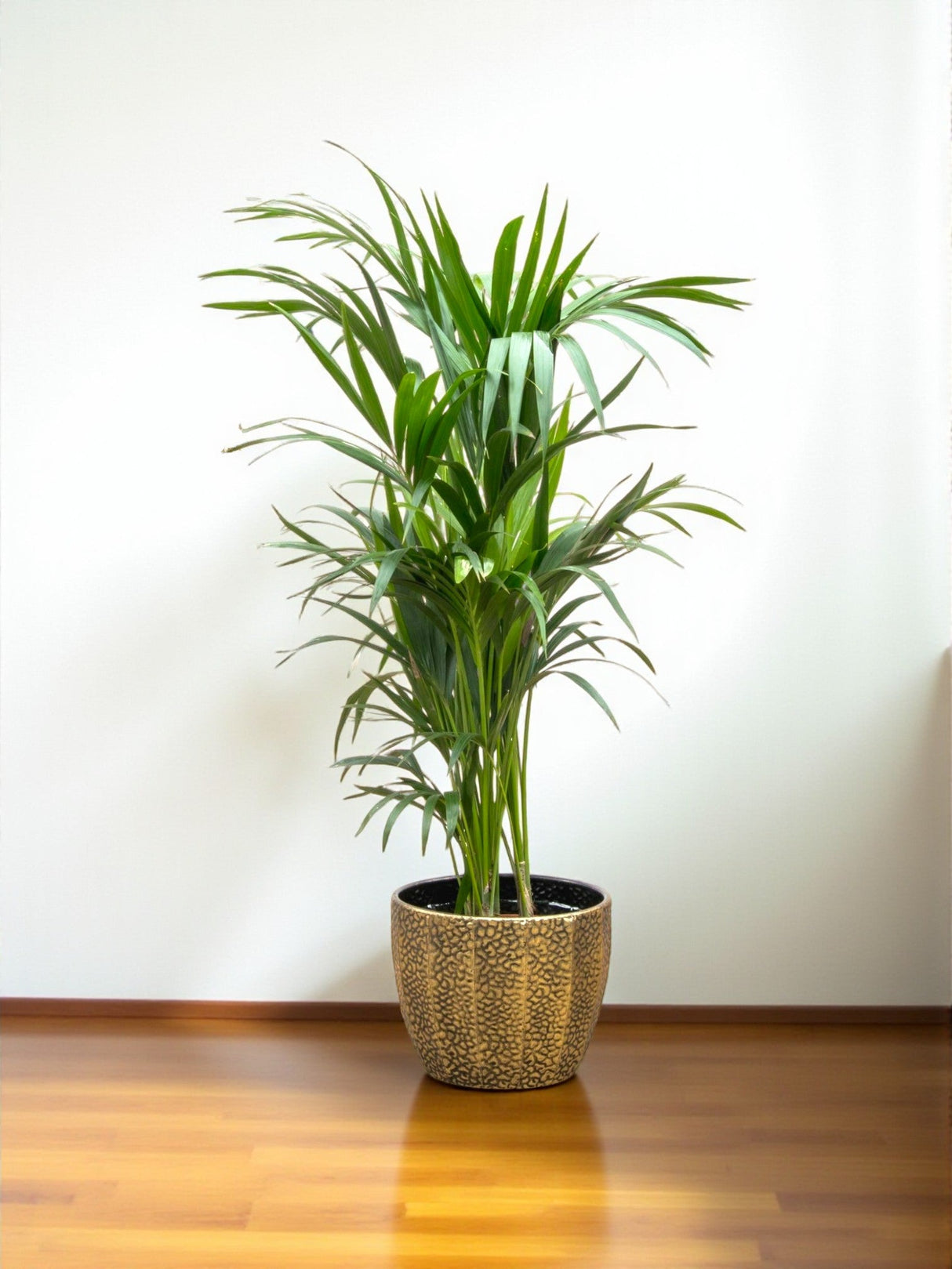 Livraison plante Kentia palmier