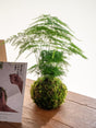 Livraison plante Kit Kokedama - Asparagus