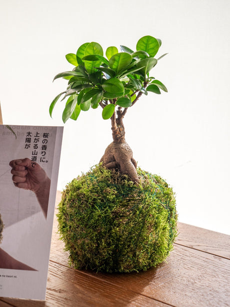 Livraison plante Kit Kokedama - Ficus