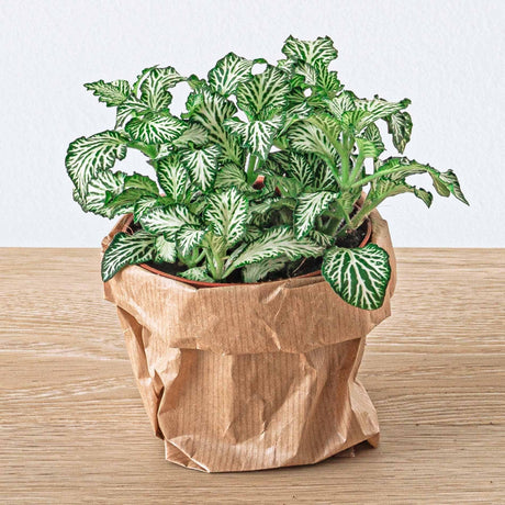 Livraison plante Kit rempotage plantes pour terrarium