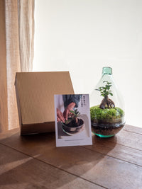 DIY Terrarium Kit - CORTICA