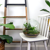 Livraison plante Kit Terrarium DIY - DOME XL