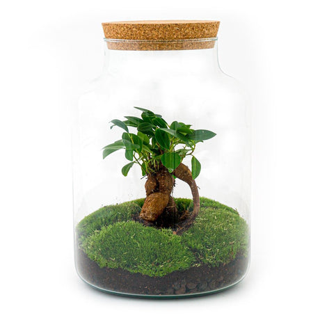 Livraison plante Kit Terrarium DIY - MILA