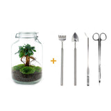 Livraison plante Kit terrarium DIY - OSLO
