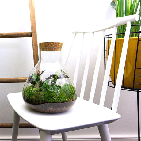 Livraison plante Kit Terrarium DIY - SAMA