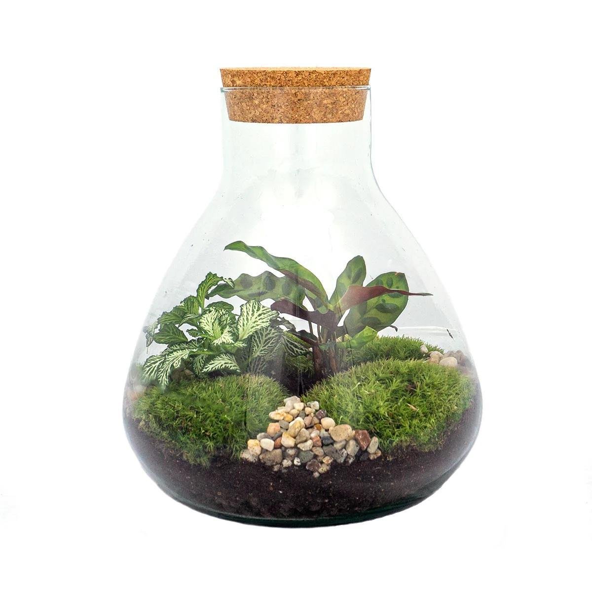 Livraison plante Kit Terrarium DIY - SAMA