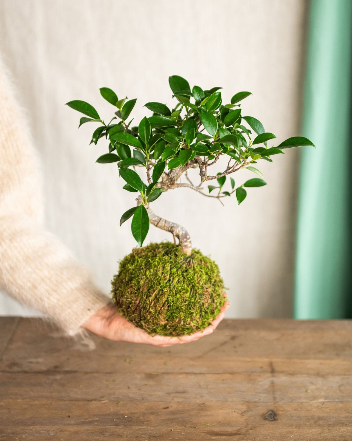 Livraison plante Kokedama - Bonsaï Ficus retusa