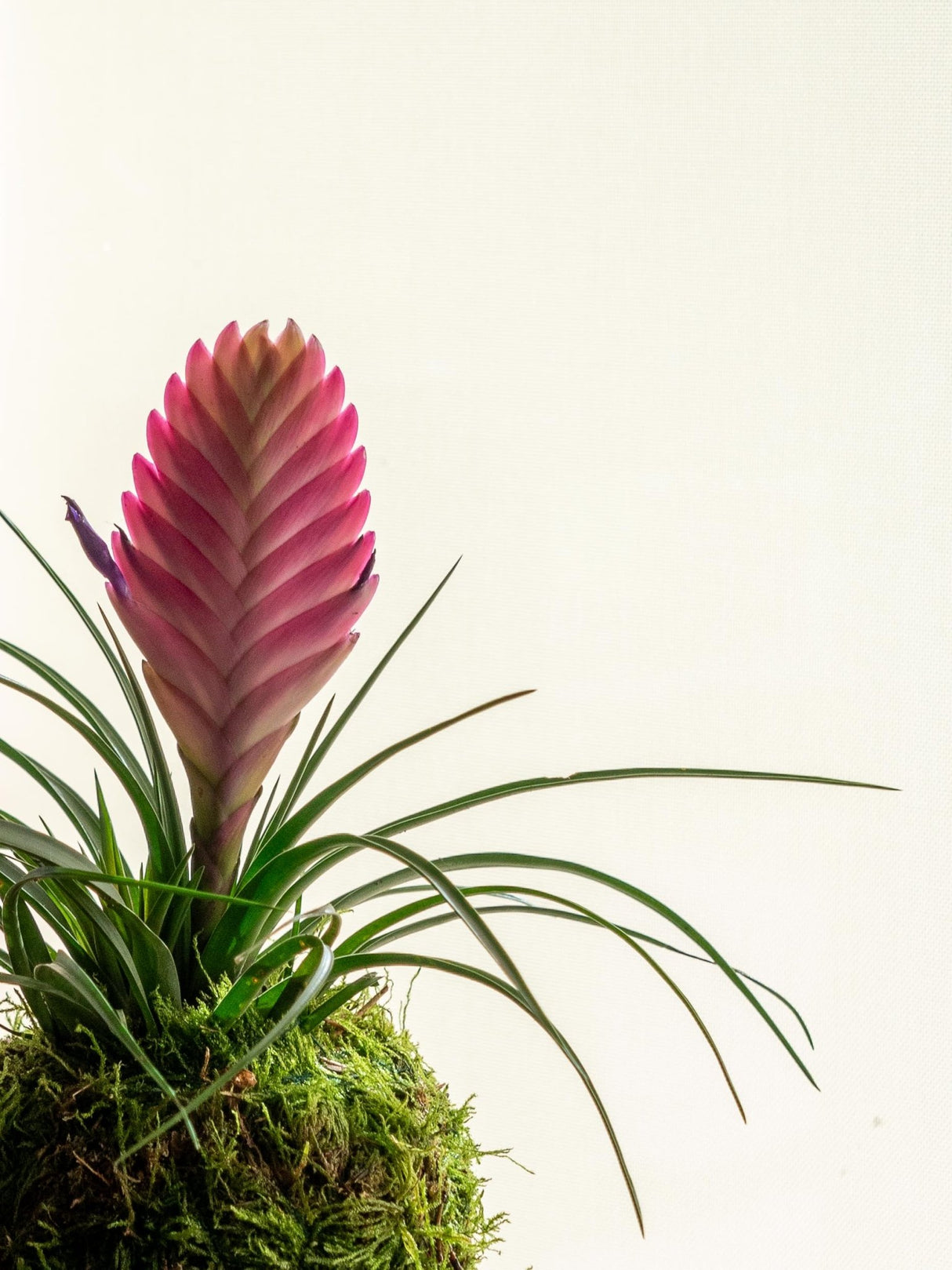 Livraison plante Kokedama - Tillandsia