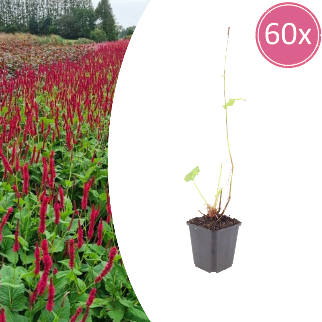 Livraison plante La renouée rouge