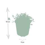 Livraison plante Lampourde à petites feuilles - 48x h20cm d9cm
