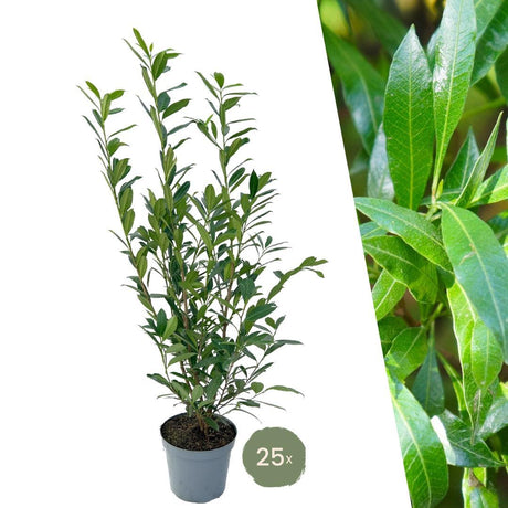 Livraison plante Laurier caucasica h125cm pour 10 mètres linéaires de haie 25x12L