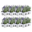 Livraison plante Lavande angustifolia - 8 packs de 6
