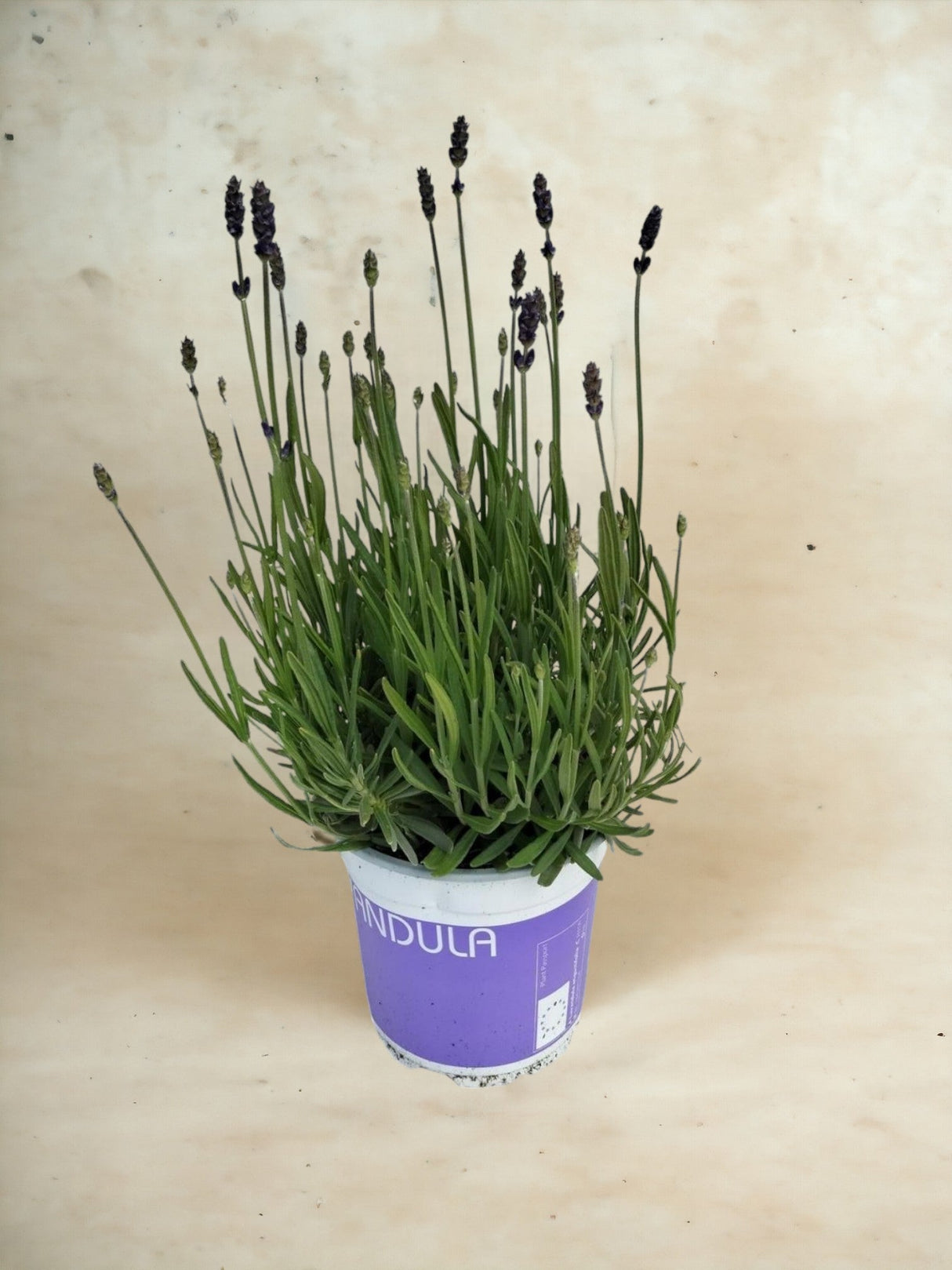 Livraison plante Lavande bleue d12cm h20cm