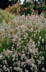 Livraison plante Lavande Edelweiss