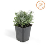 Livraison plante Lavande 'Hidcote' - Lot de 6