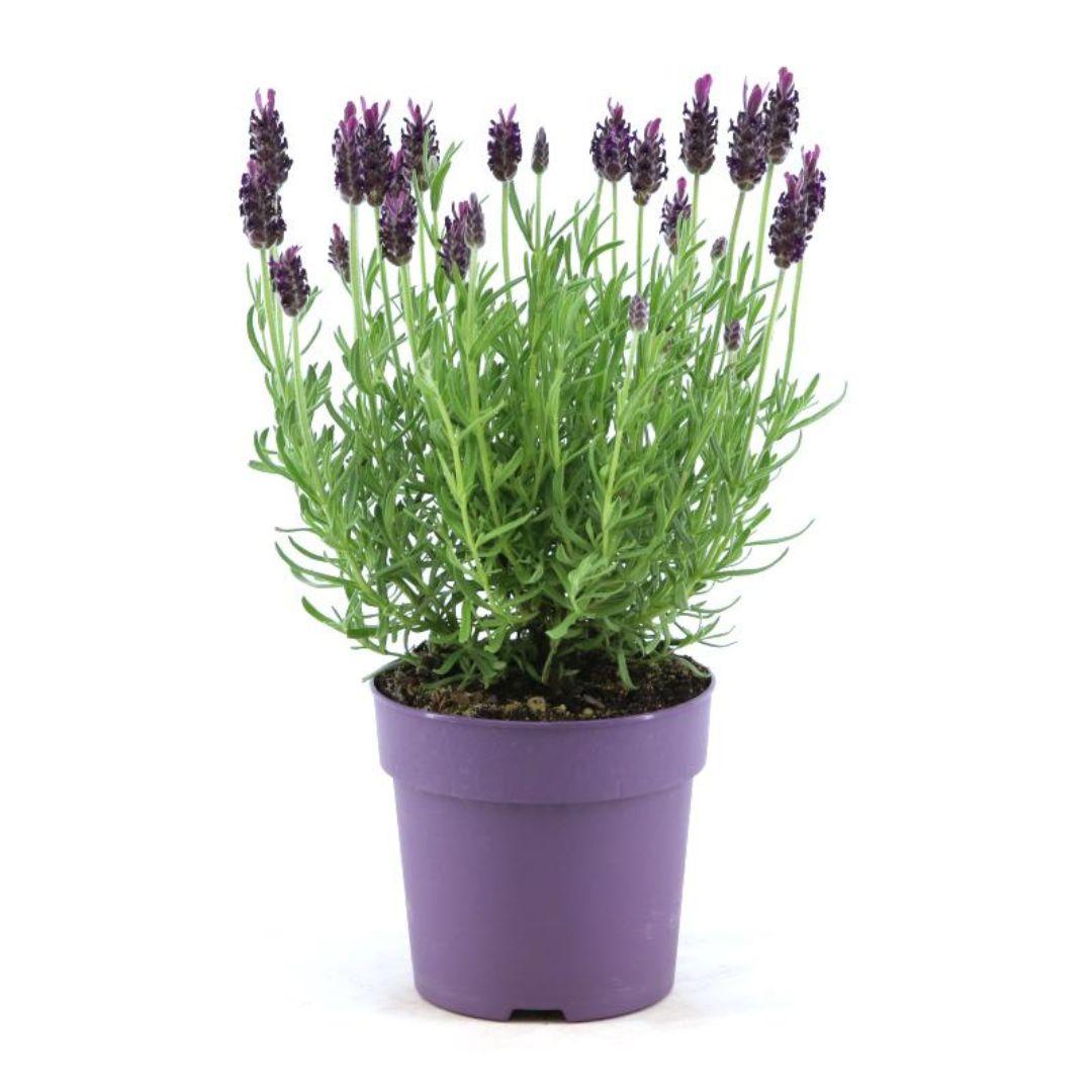 Livraison plante Lavande stoechas Anouk® lot de 6 - d12 cm - Plante d'extérieur fleurie