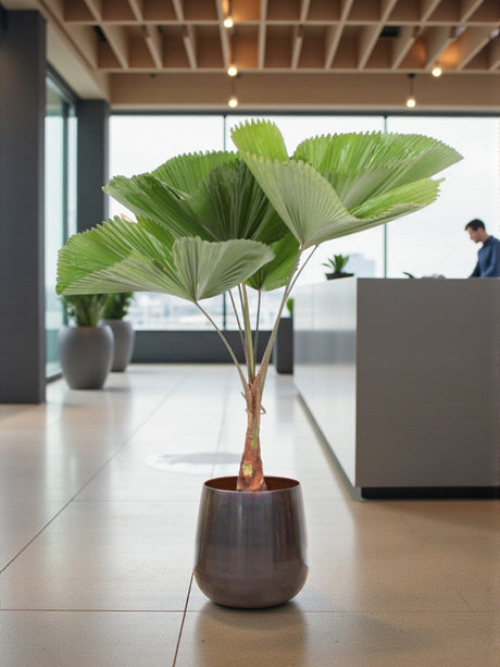 Livraison plante Licuala Grandis Palmier