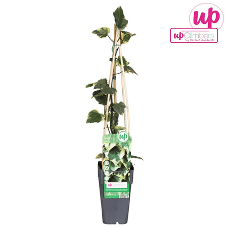 Livraison plante Lierre Hedera Colchica 'Dentata Variegata' - ↨65cm - Ø15 - plante d'extérieur