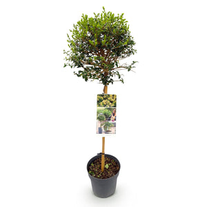 Livraison plante Ligustrum delavayanum – Lot de 1 – Pot 19 cm – Hauteur 90 cm