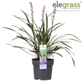 Livraison plante Liriope muscari 'Ingwersen'