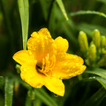 Daglilja (Hemerocallis) 'Stella De Oro'