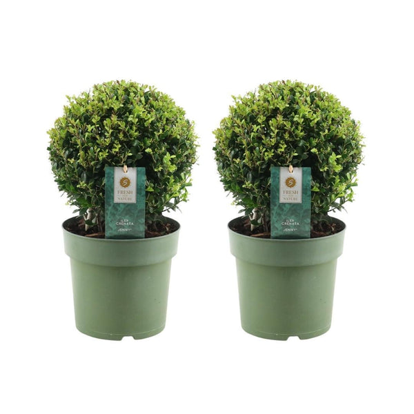 Livraison plante Lot de 2 Ilex crenata 'Jenny' Ø20cm