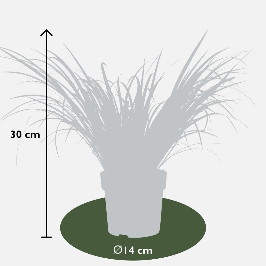 Livraison plante Lot de 3 Acorus gramineus 'Ogon'