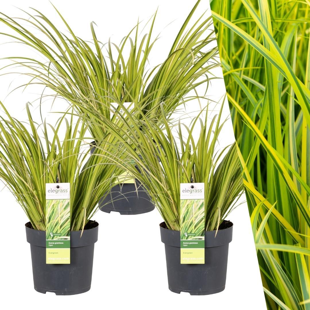 Livraison plante Lot de 3 Acorus gramineus 'Ogon'