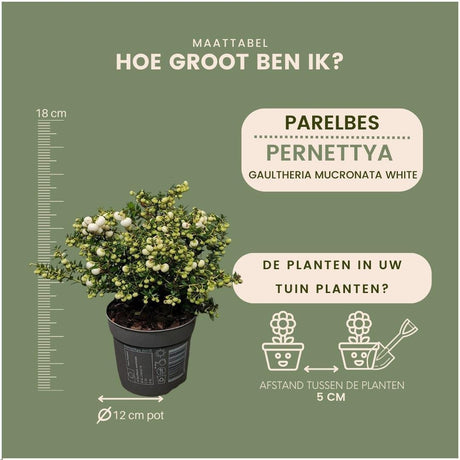 Livraison plante Lot de 6 gaulthéries mucronées blanc - Pernettya mucronata Ø12cm | ↨20cm