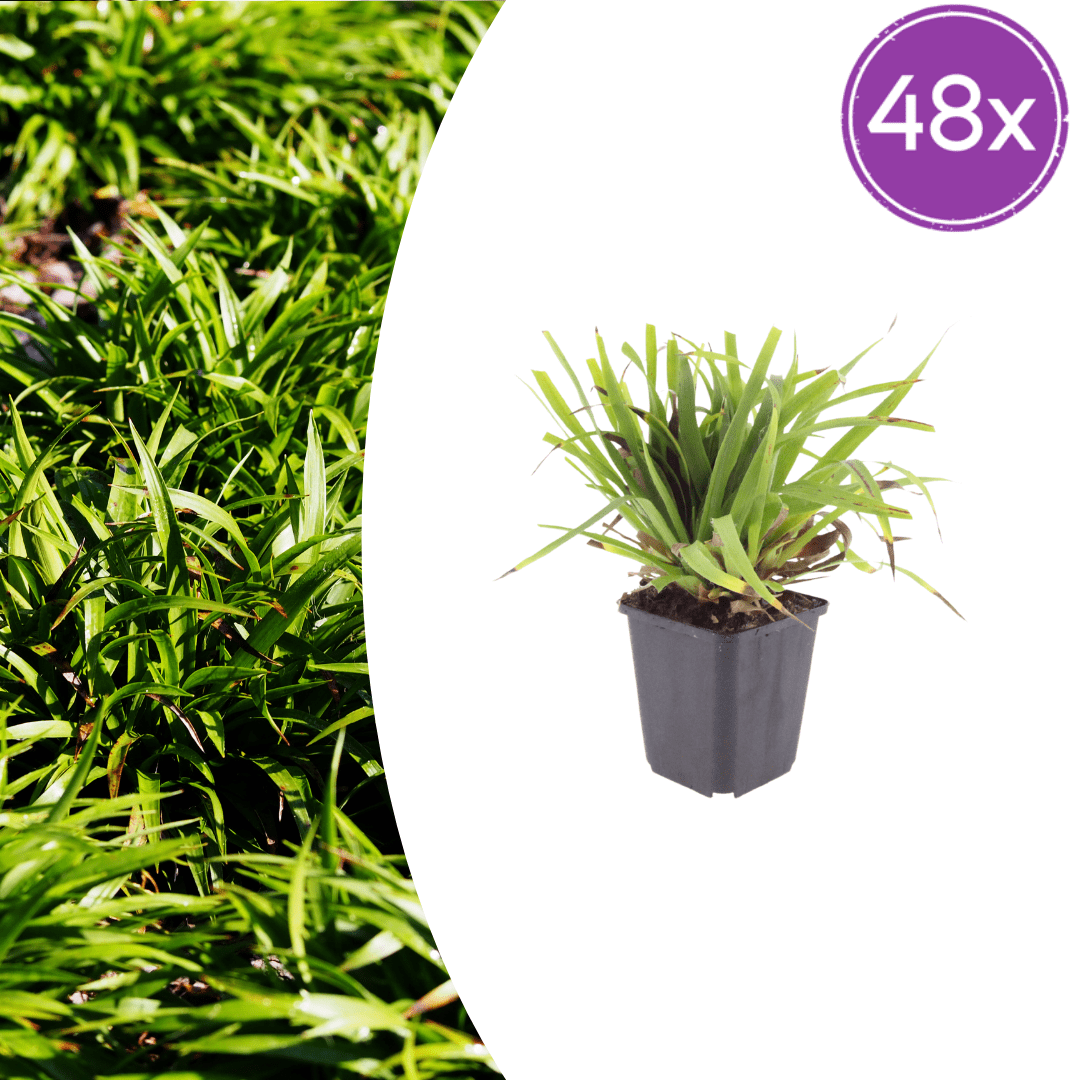 Livraison plante Luzule sylvatica