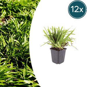 Livraison plante Luzule sylvatica