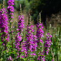 Salicarie Vanlig (Lythrum salicaria) 'Salicarie'