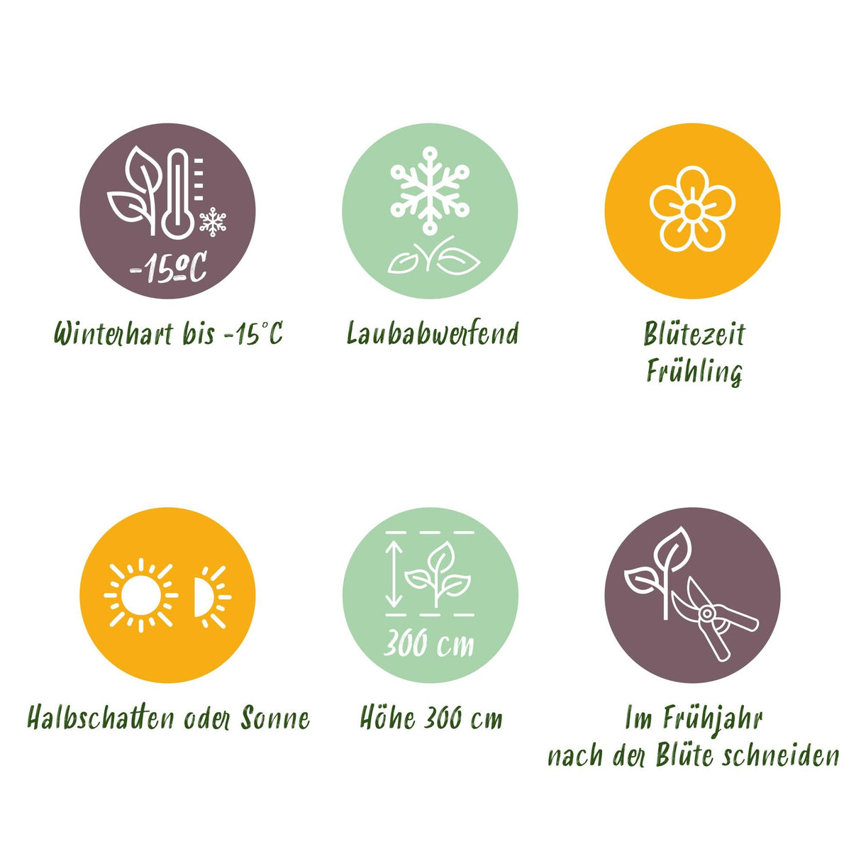 Livraison plante Magnolia George Henry Kern – Pot 12 cm – Hauteur 30 cm