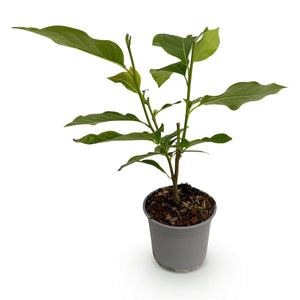 Livraison plante Magnolia liliiflora Nigra – Pot 12 cm – Hauteur 30 cm